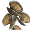 frozen shellfish wholesaler export all specifications clean cooked baby clam